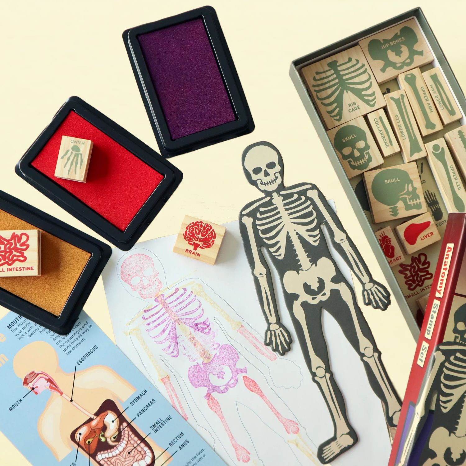 Anatomie Stempelset 1 Anatomie Stempelset